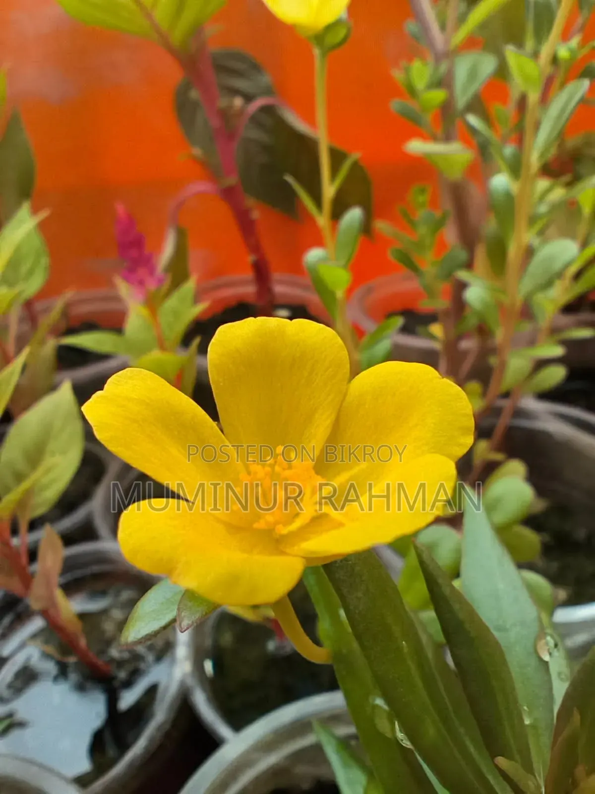 13 Types of Plants for 180 BDT