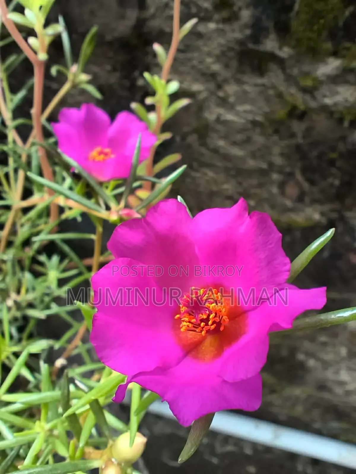 13 Types of Plants for 180 BDT