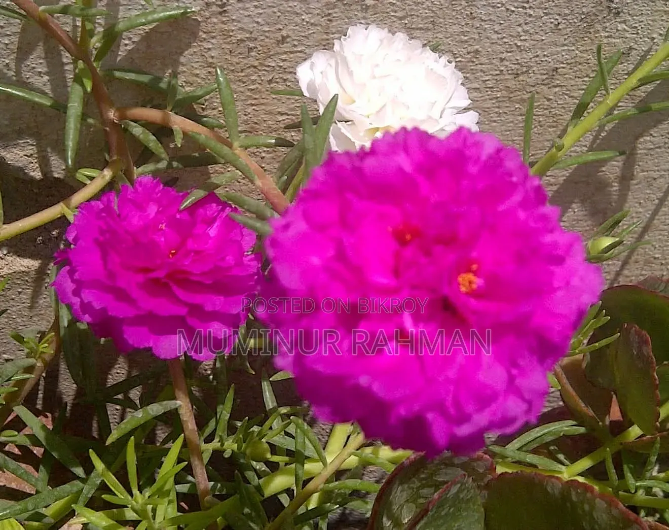13 Types of Plants for 180 BDT