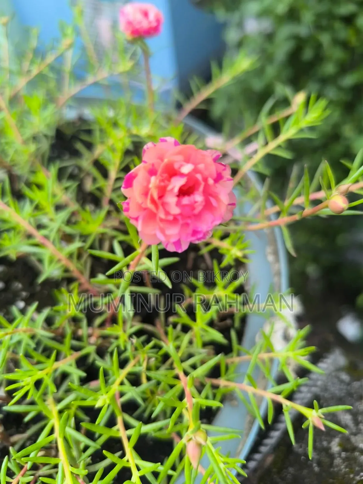 13 Types of Plants for 180 BDT