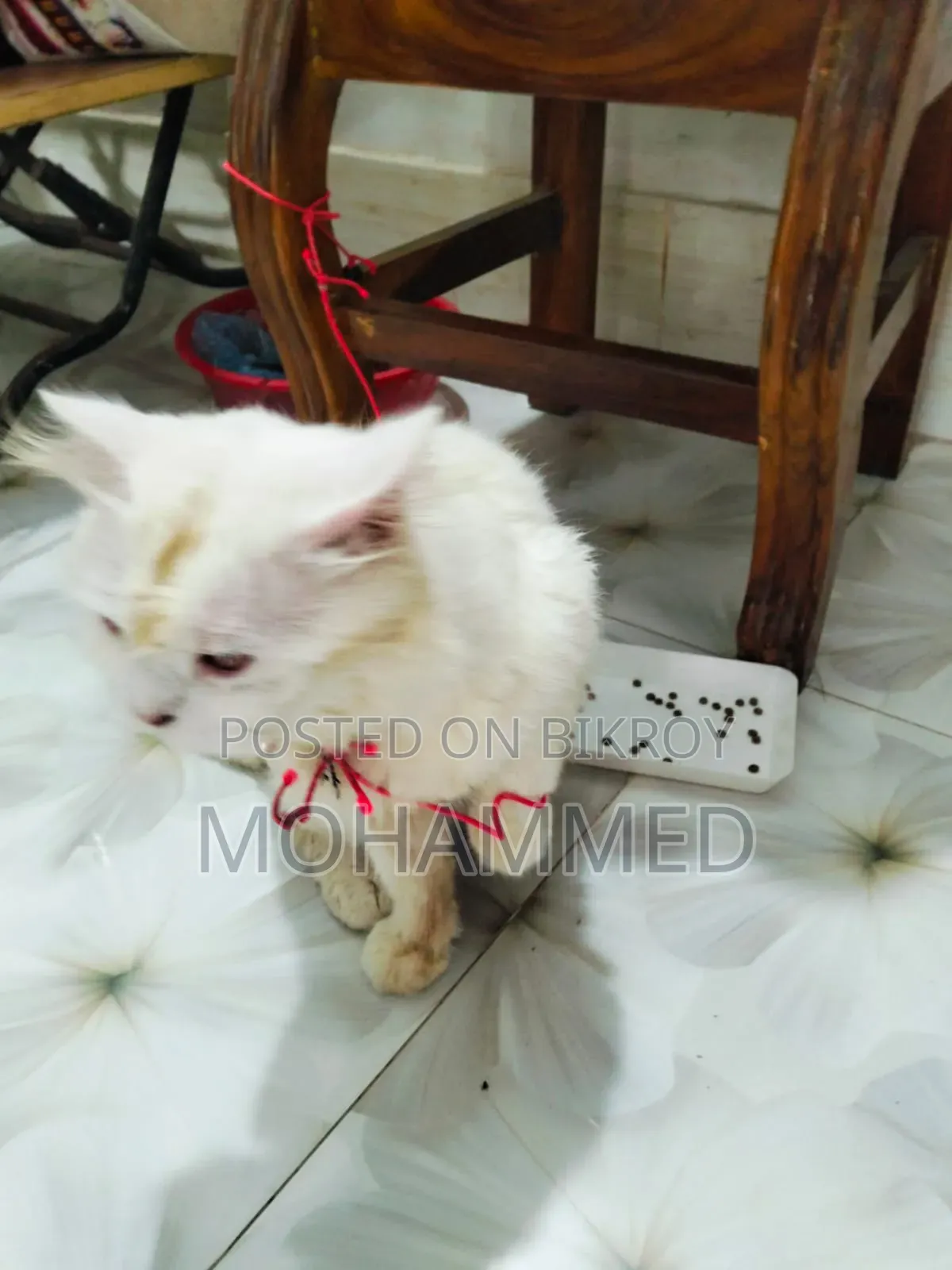 ৬-১২ মাস বয়সী পুরুষ খাঁটি পার্সিয়ান