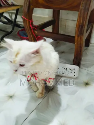 ৬-১২ মাস বয়সী পুরুষ খাঁটি পার্সিয়ান