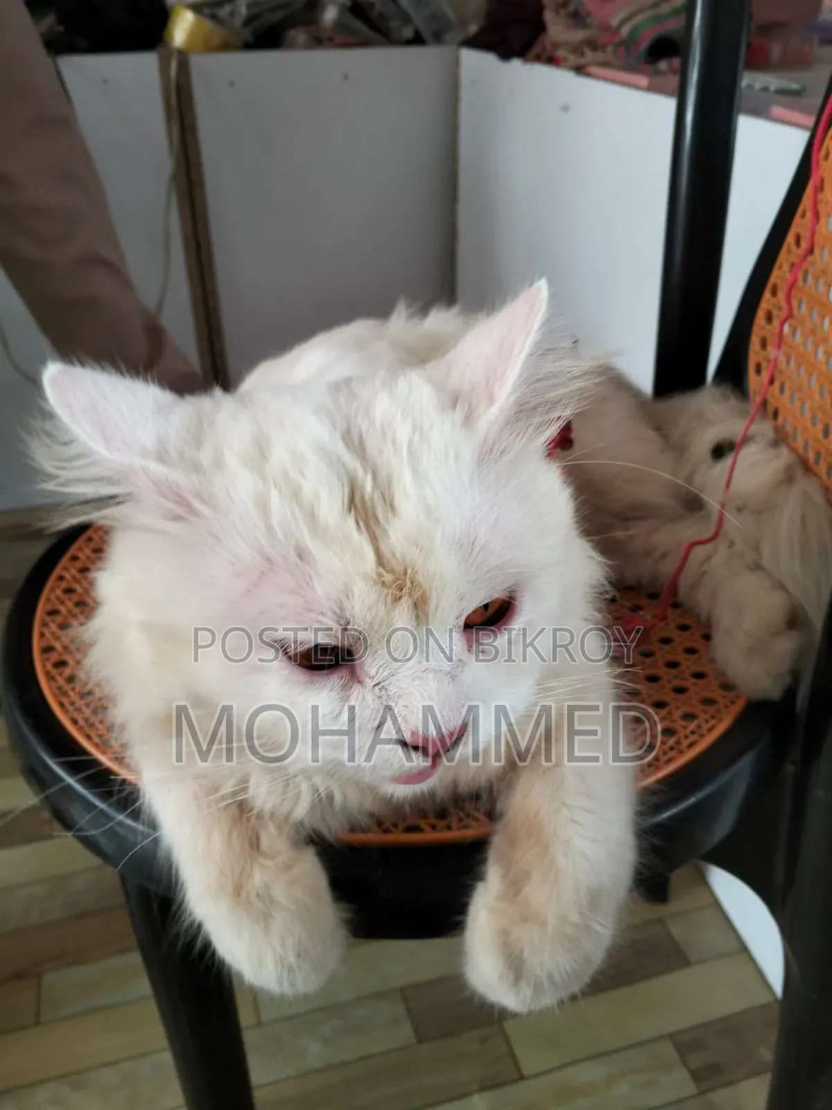 ৬-১২ মাস বয়সী পুরুষ খাঁটি পার্সিয়ান