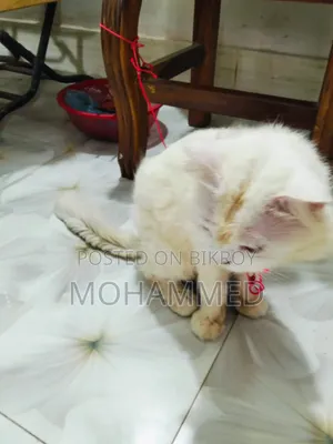 ৬-১২ মাস বয়সী পুরুষ খাঁটি পার্সিয়ান