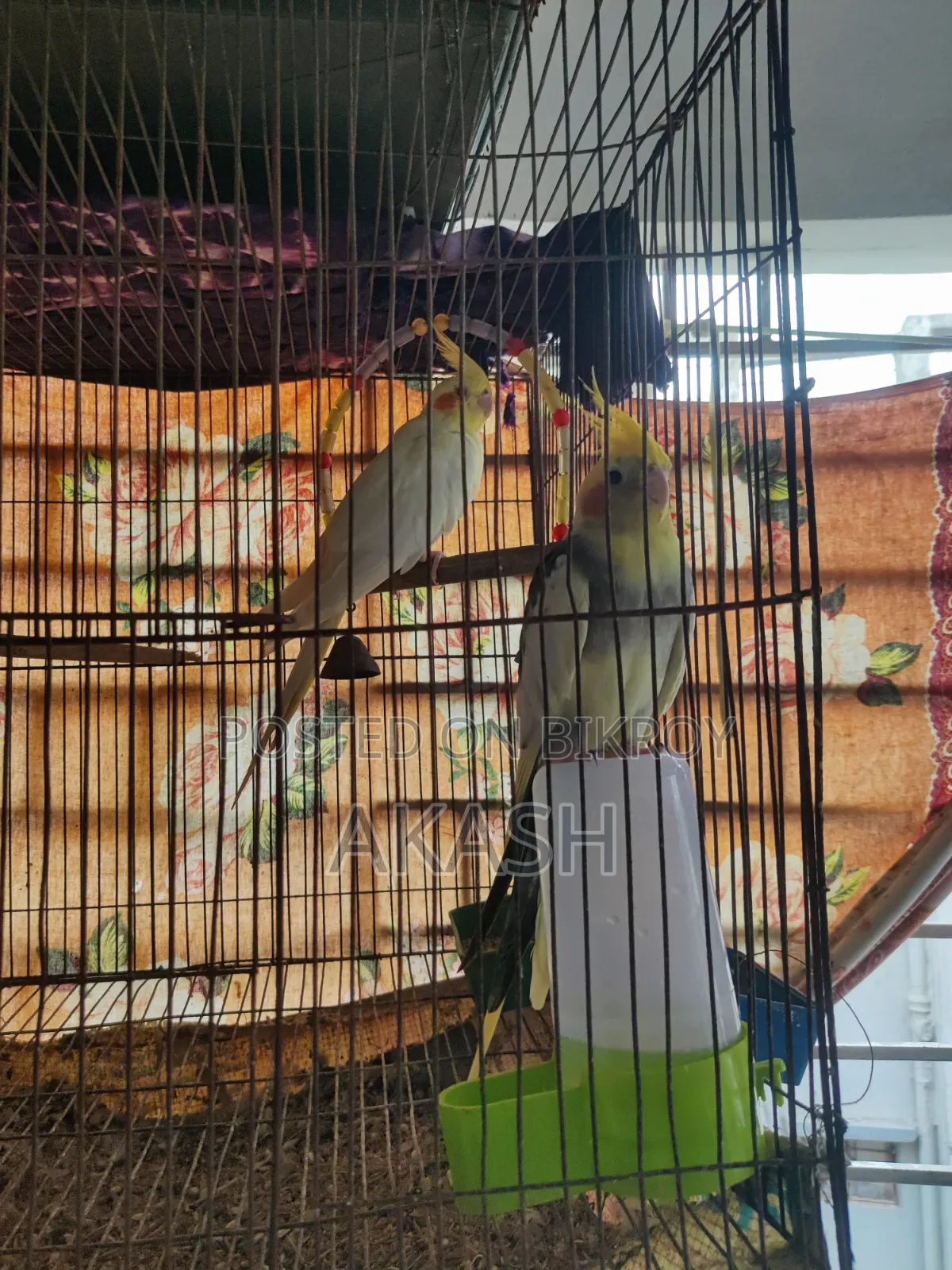 কোকাটেল রানিং জোড়া
