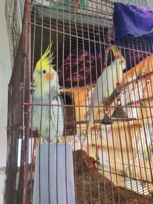 কোকাটেল রানিং জোড়া