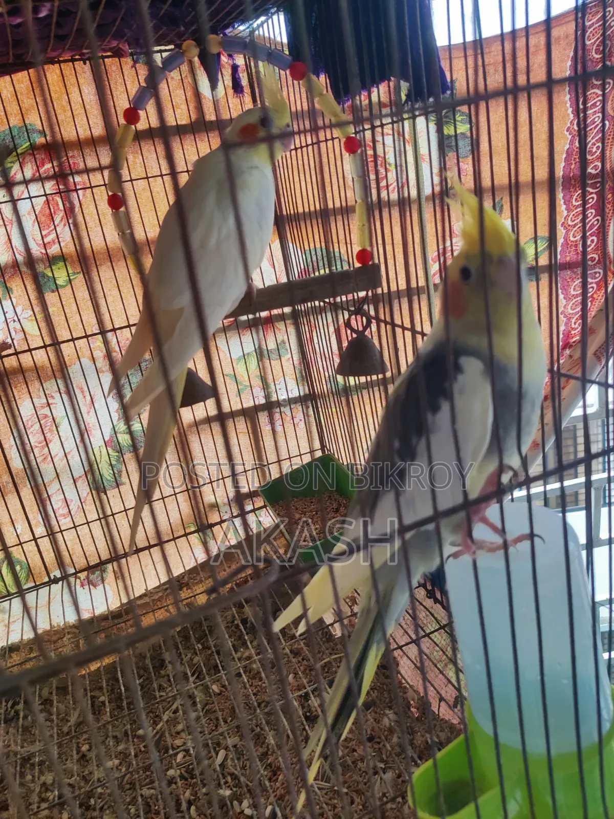 কোকাটেল রানিং জোড়া
