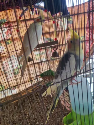 কোকাটেল রানিং জোড়া