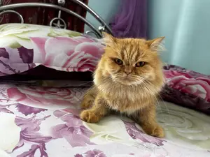 1+ year Female Purebred Persian Cat
