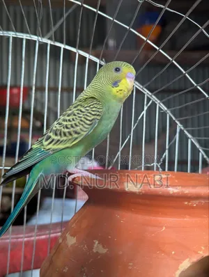 এক জোড়া বাজরিগার পাখি বিক্রি করা হবে