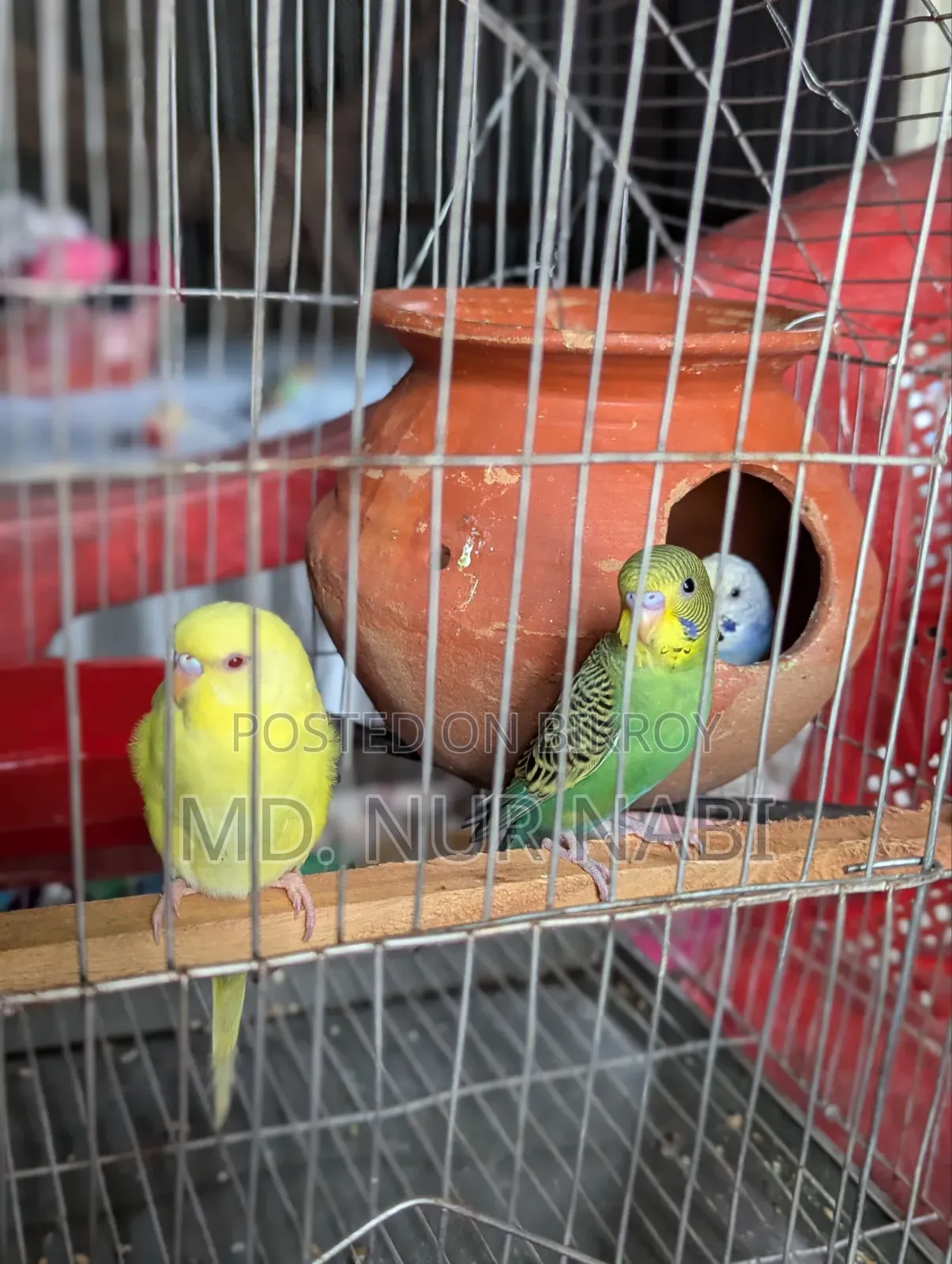 এক জোড়া বাজরিগার পাখি বিক্রি করা হবে