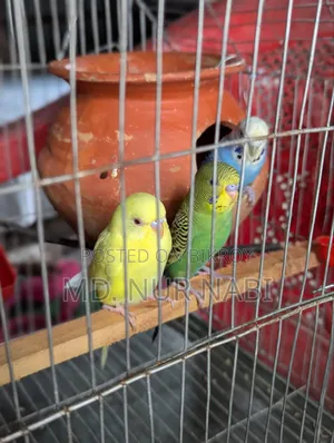 এক জোড়া বাজরিগার পাখি বিক্রি করা হবে