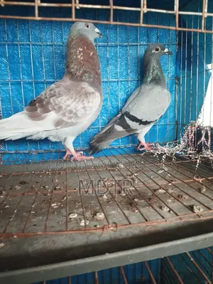 Racer Pair