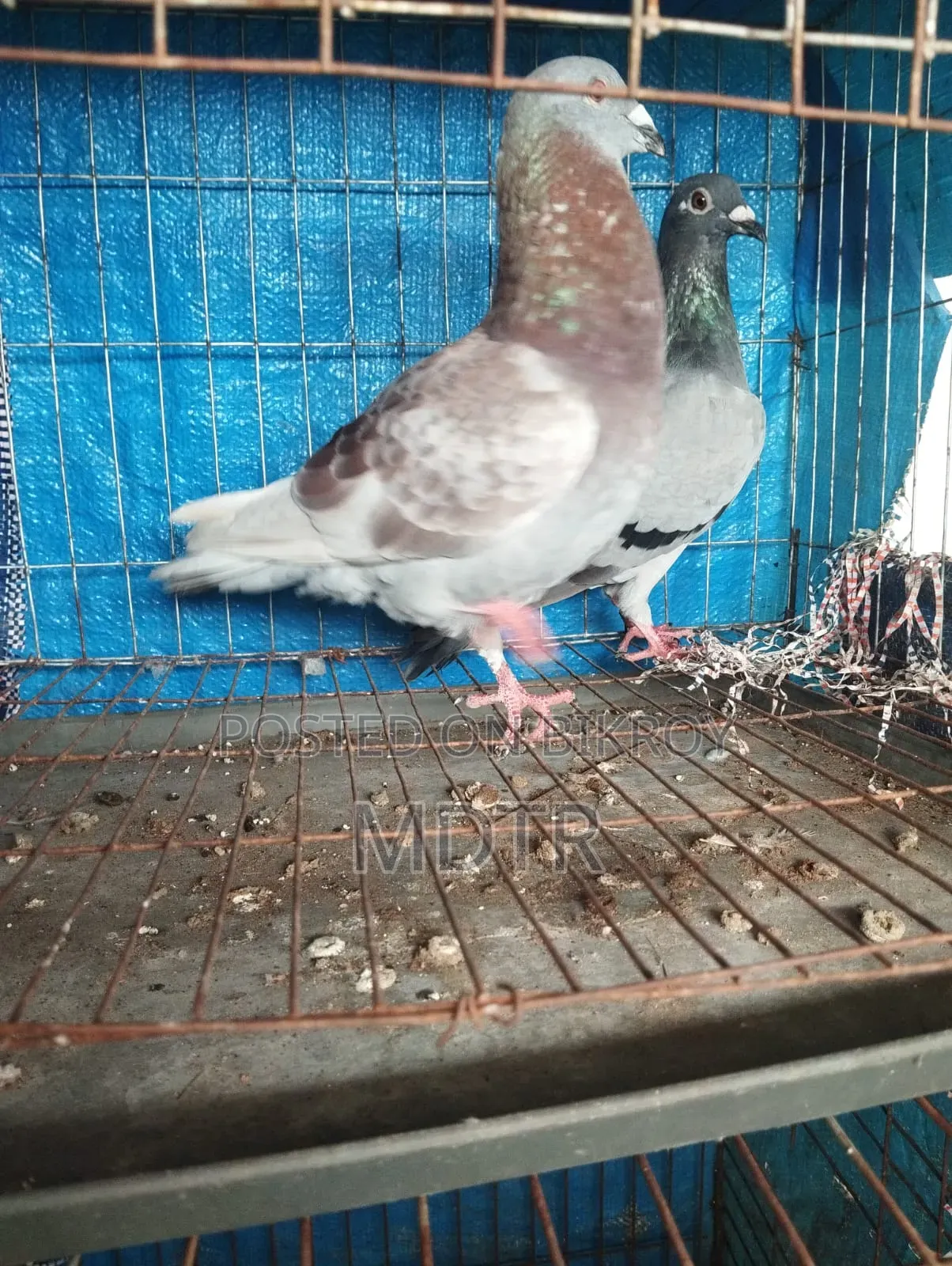Racer Pair