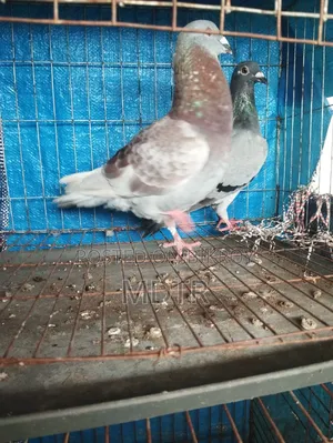 Racer Pair