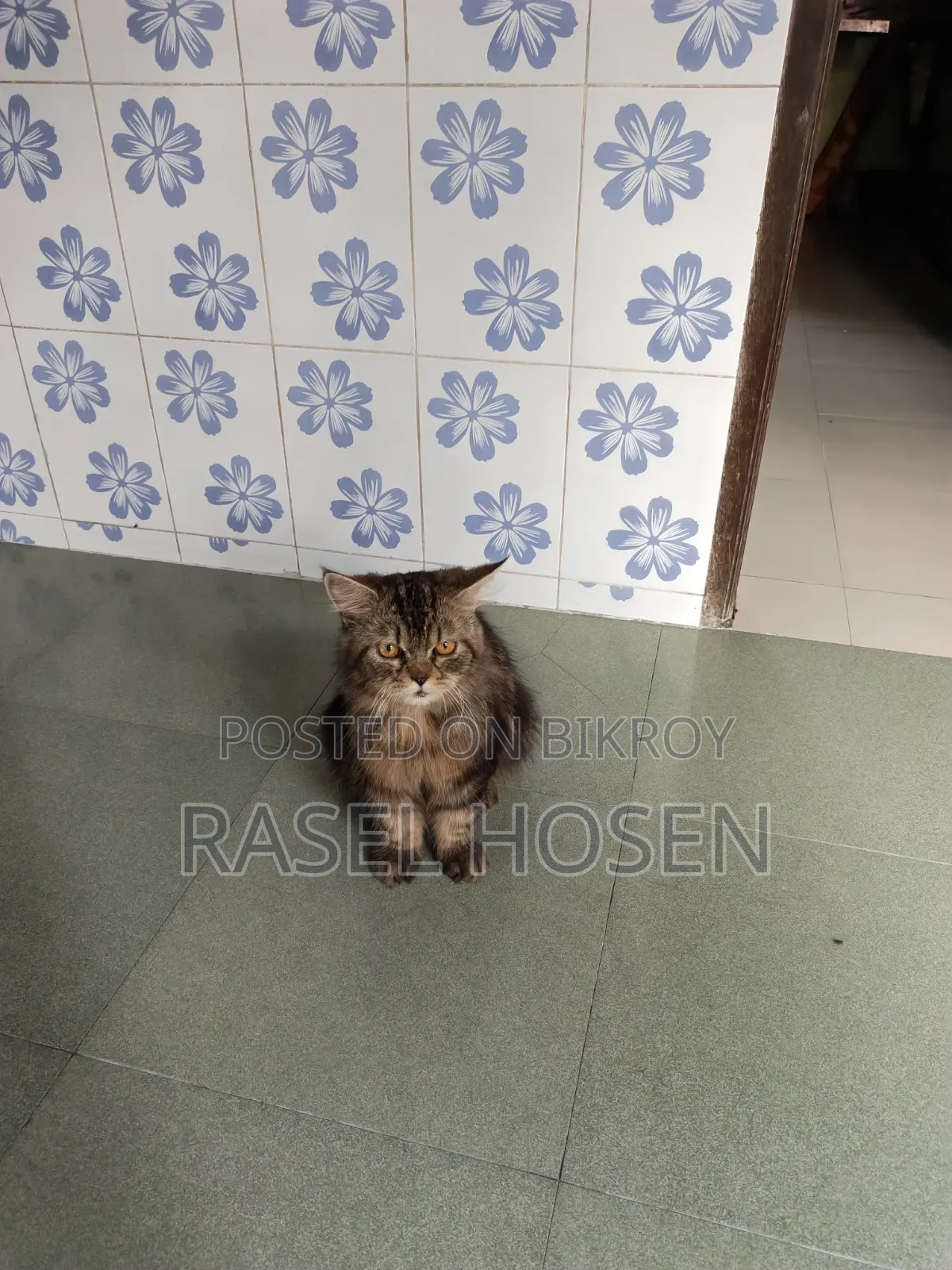1+ year Male Purebred Persian