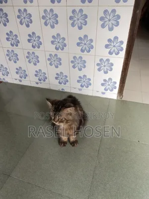 1+ year Male Purebred Persian