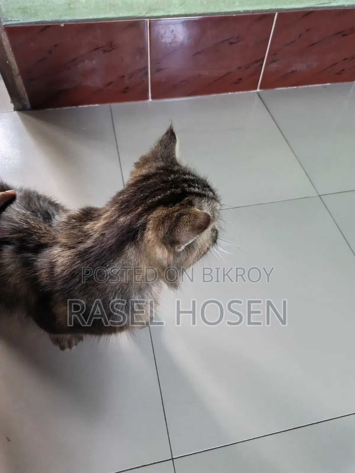 1+ year Male Purebred Persian