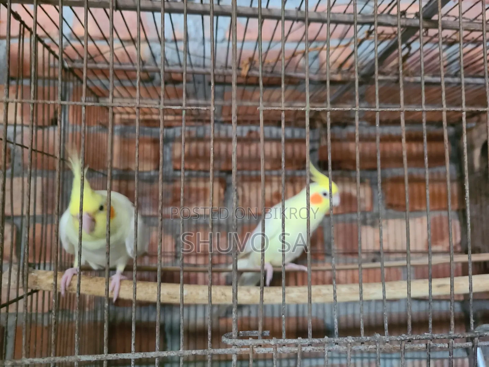 একজোড়া ককাটেল পাখি