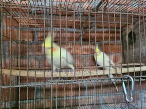 একজোড়া ককাটেল পাখি
