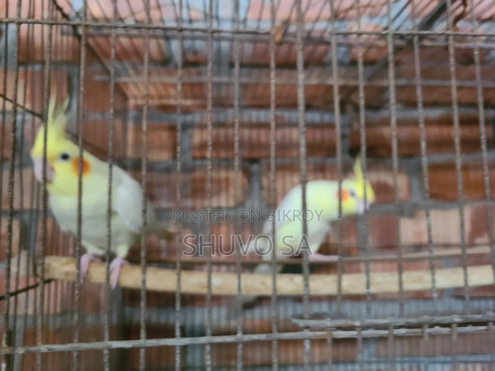 একজোড়া ককাটেল পাখি