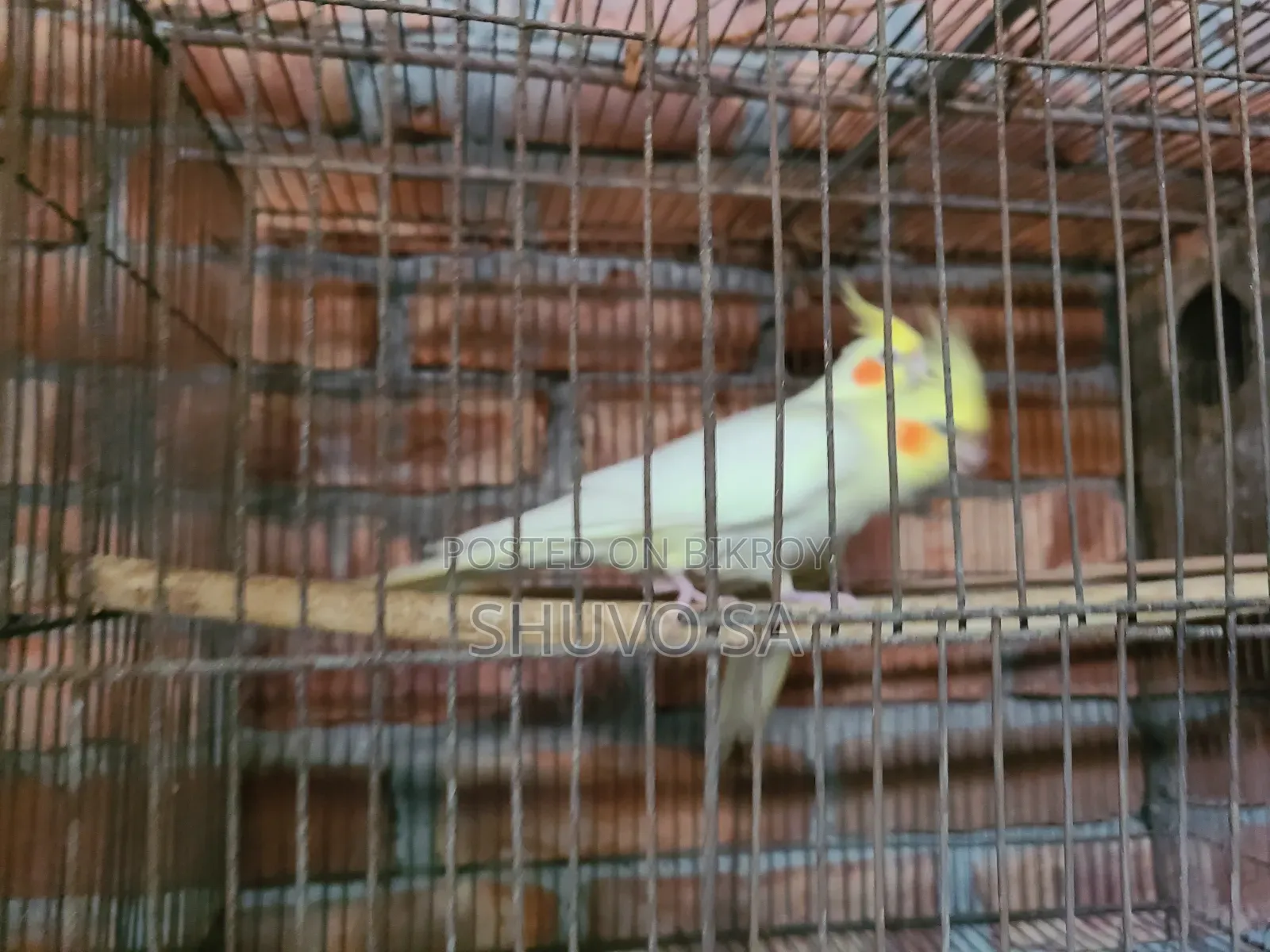 একজোড়া ককাটেল পাখি