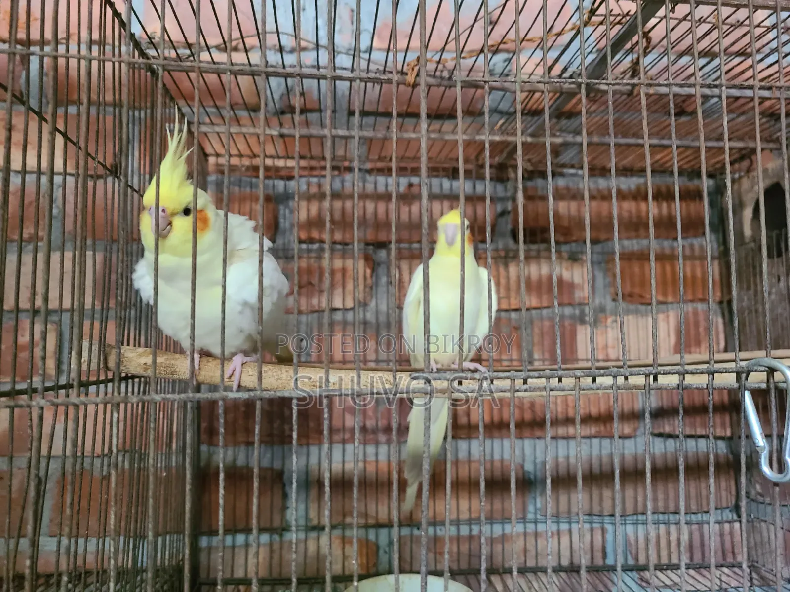 একজোড়া ককাটেল পাখি