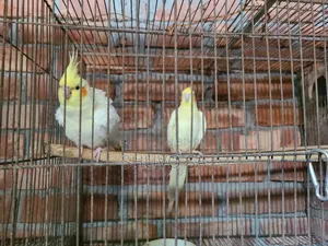 একজোড়া ককাটেল পাখি