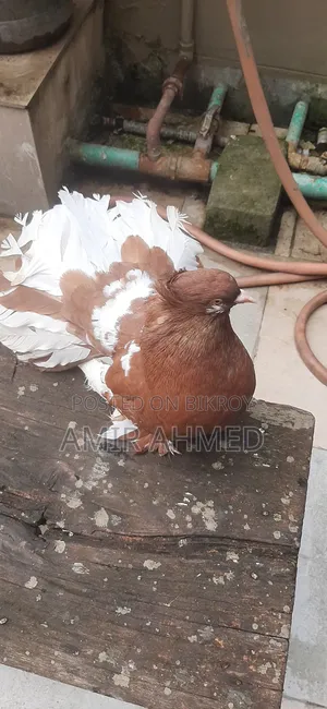 Lakhya Pigeon