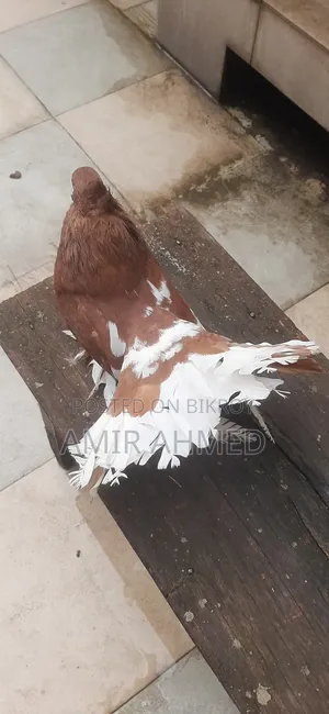Lakhya Pigeon