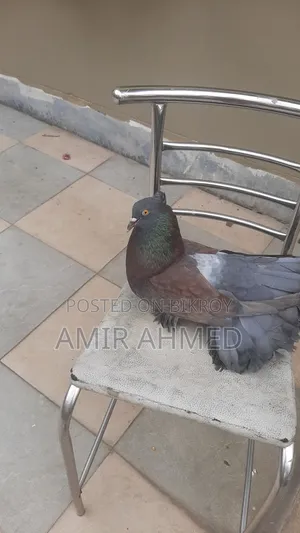 Lakhya Pigeon