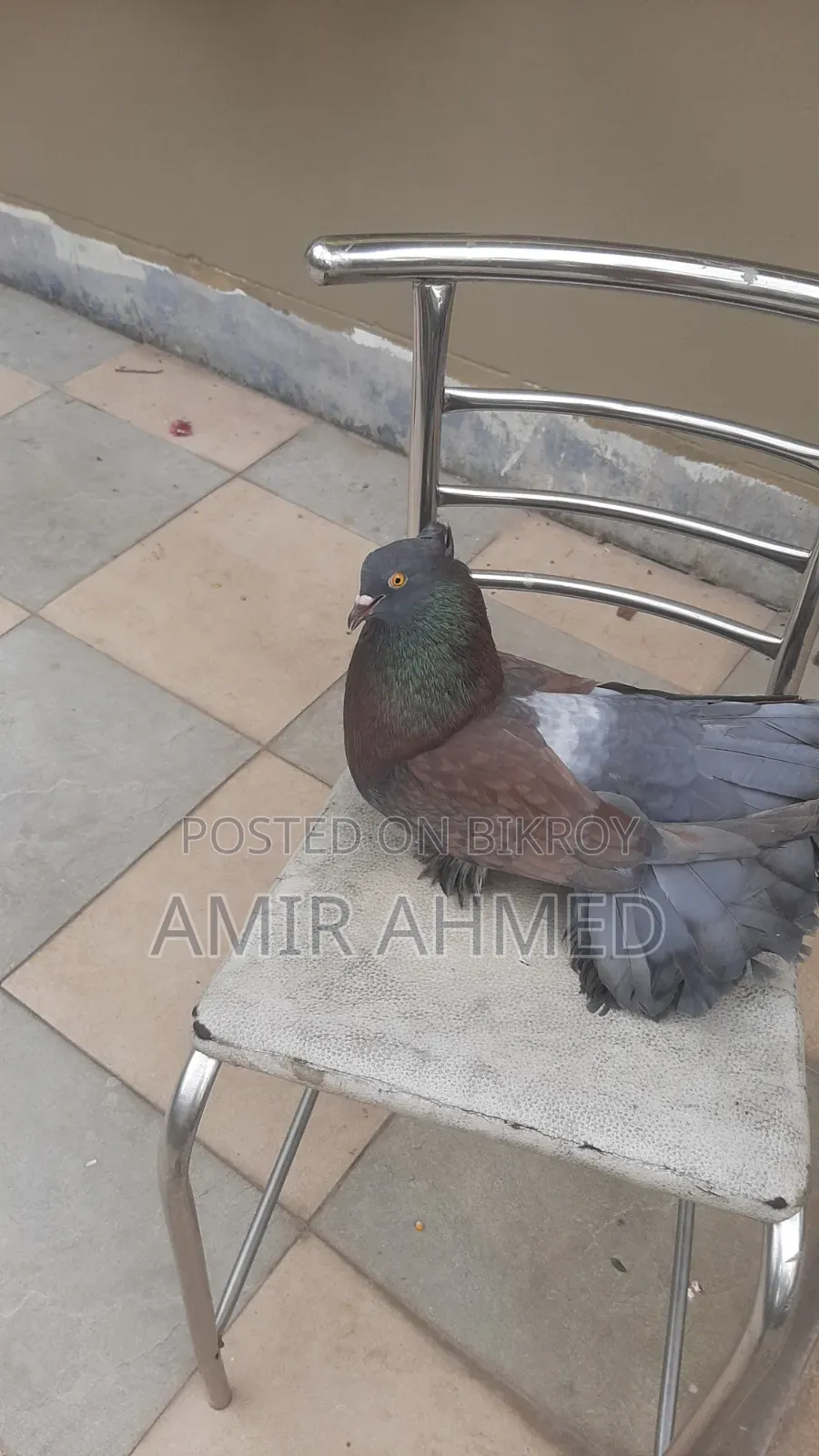 Lakhya Pigeon