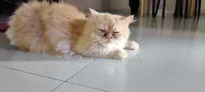 1+ year Female Purebred Persian
