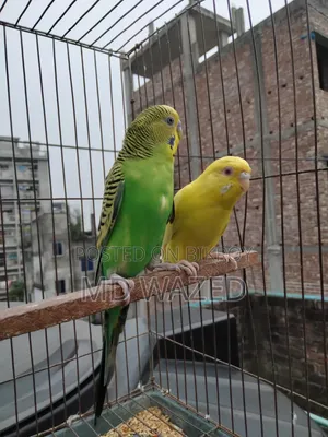 Budgerigar Bird