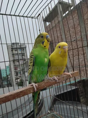 Budgerigar Bird