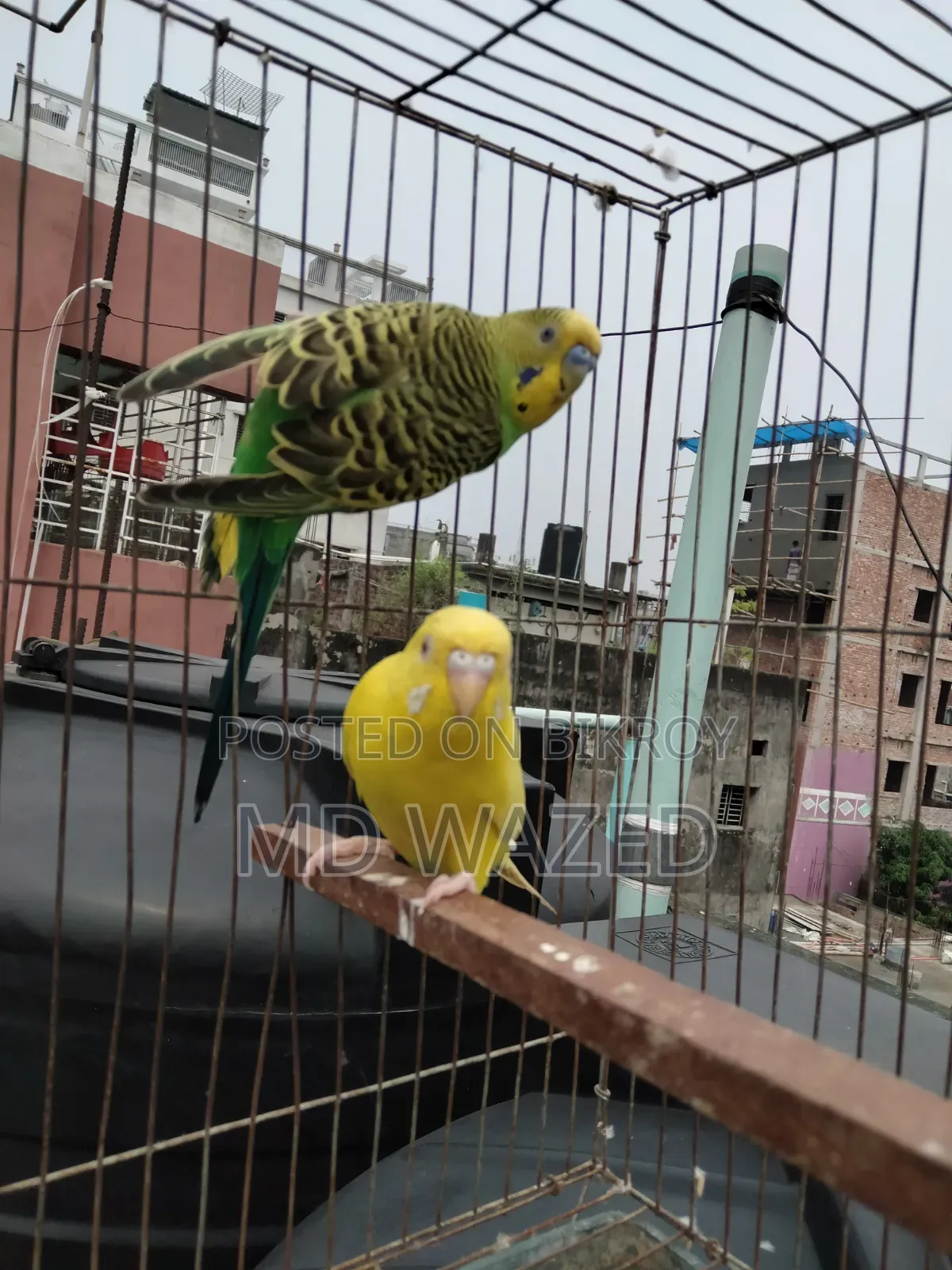 Budgerigar Bird