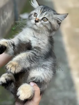 1-3 months Female Purebred Tabby