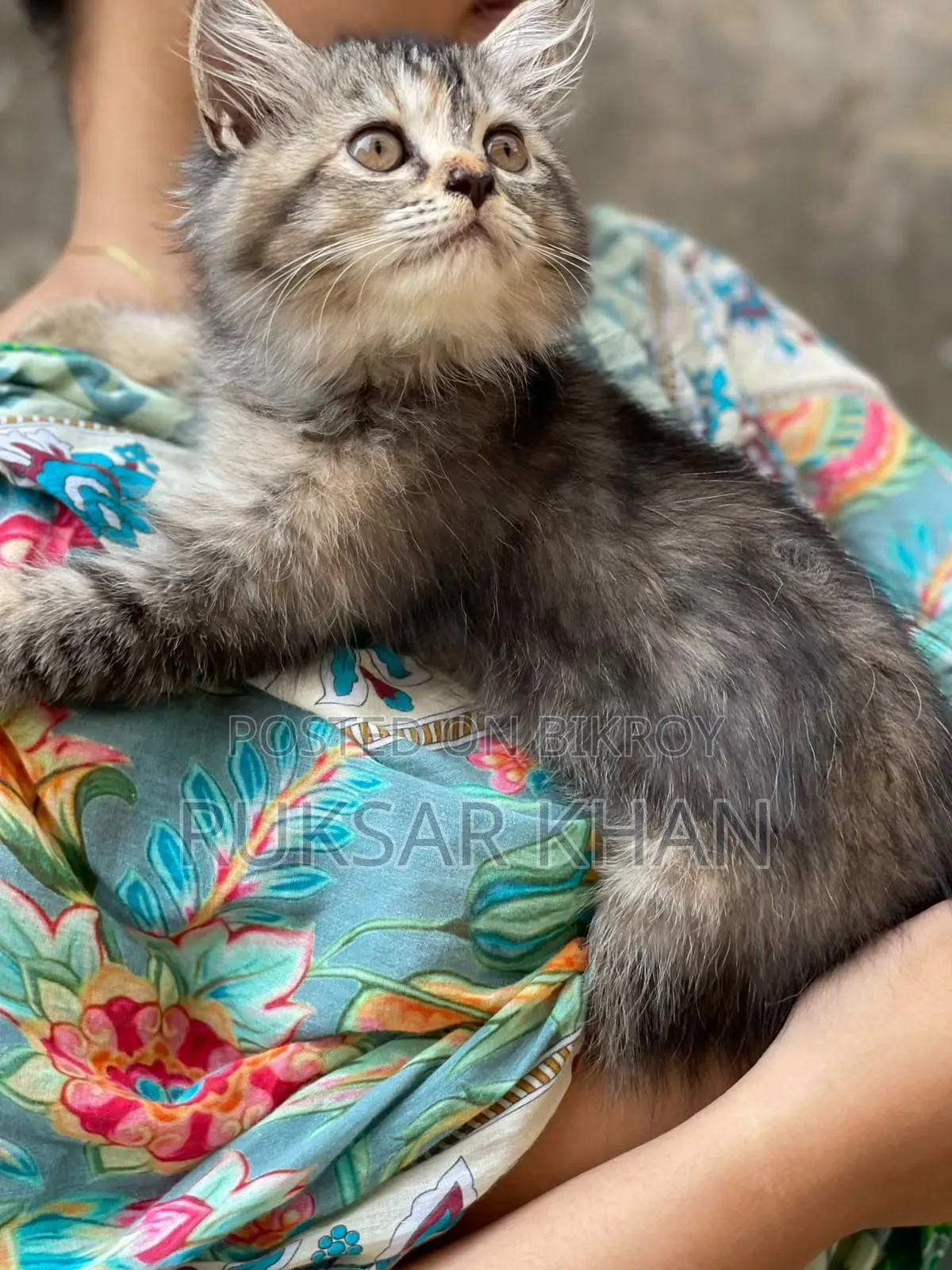 ১-৩ মাস বয়সী ফিমেল পিওরব্রেড ট্যাবি