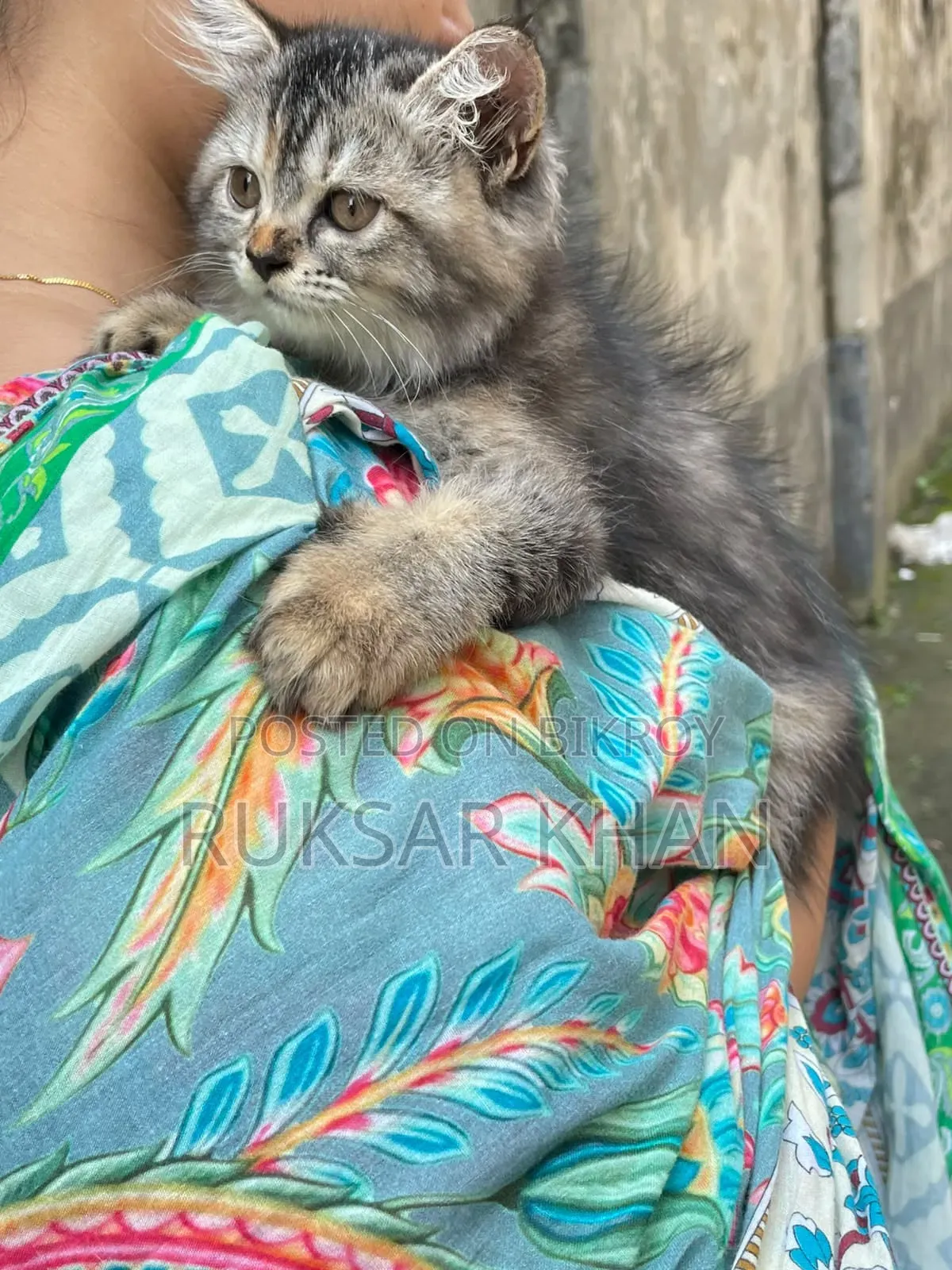 ১-৩ মাস বয়সী ফিমেল পিওরব্রেড ট্যাবি