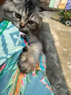 ১-৩ মাস বয়সী ফিমেল পিওরব্রেড ট্যাবি