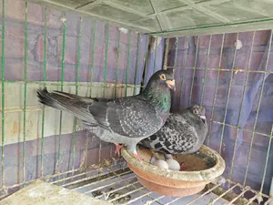 2 Pairs Running Pigeons for Sale