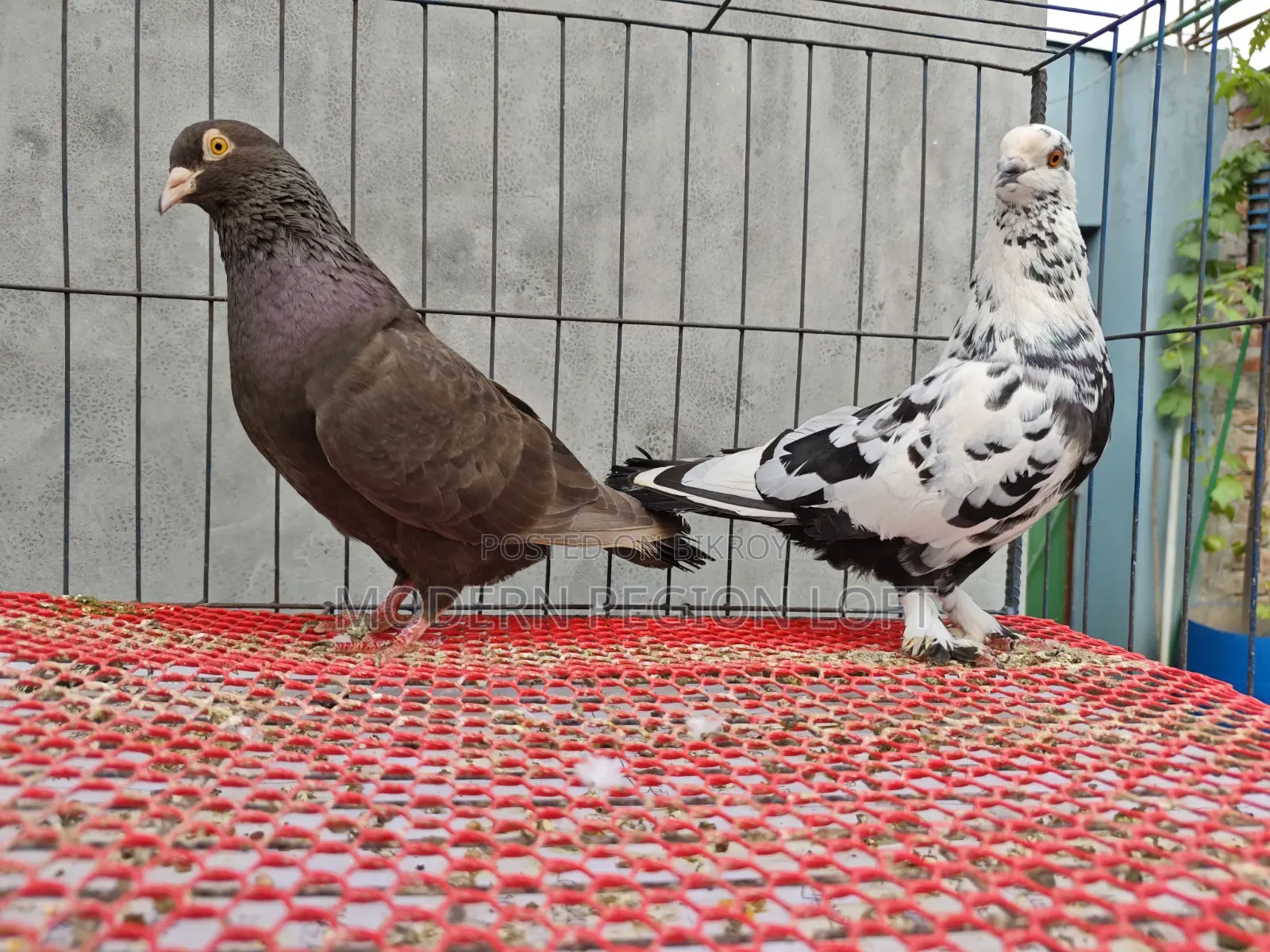 2 Pairs Running Pigeons for Sale