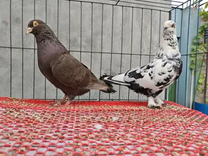 2 Pairs Running Pigeons for Sale