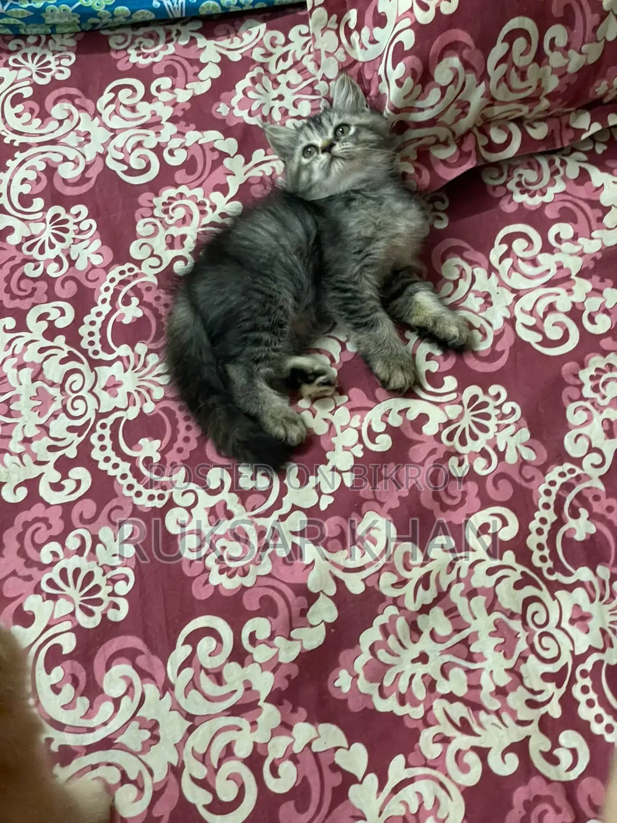 ১-৩ মাস বয়সী ফিমেল পিওরব্রেড ট্যাবি