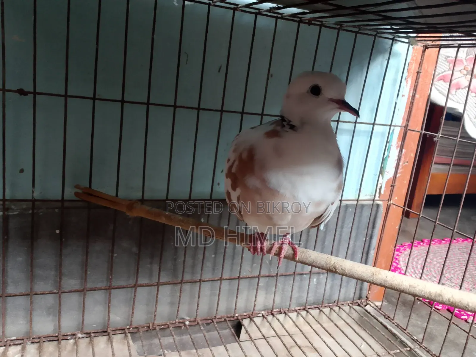 A running male fantail dove is for sale.