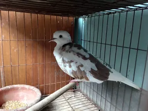 A running male fantail dove is for sale.