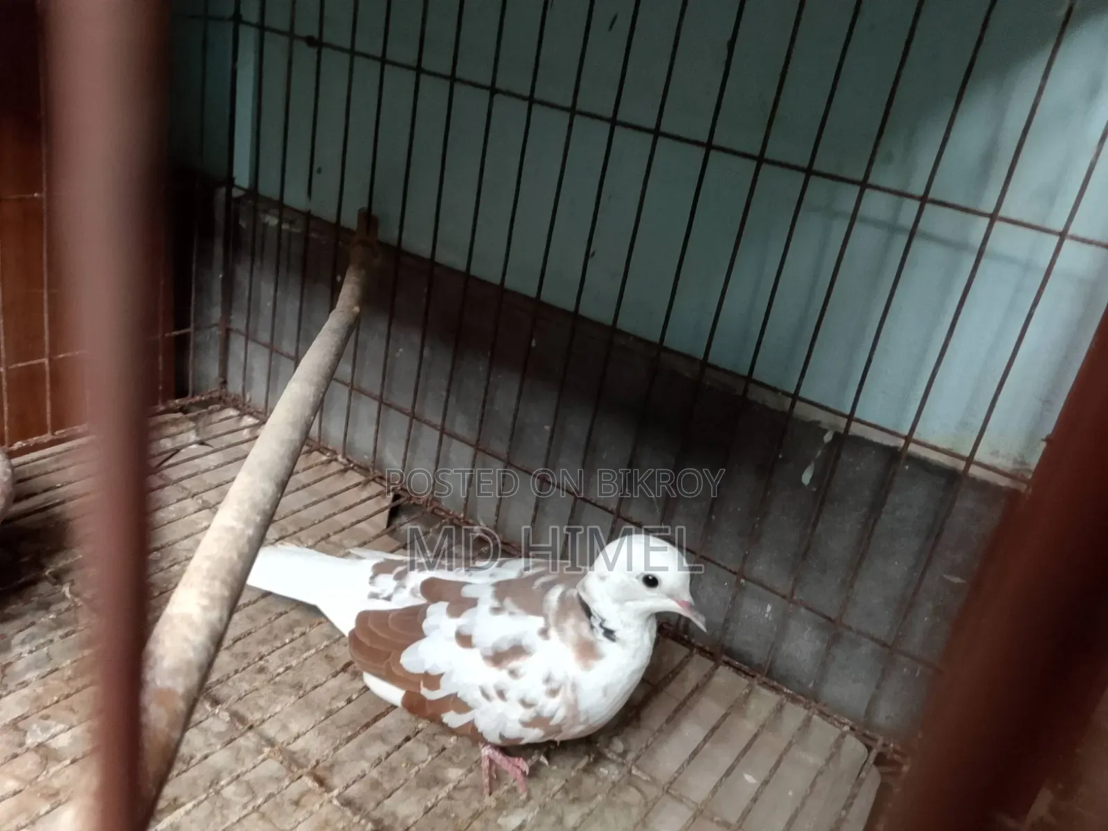 A running male fantail dove is for sale.
