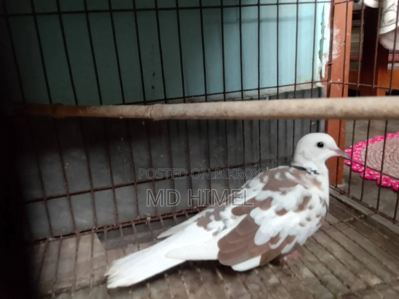 A running male fantail dove is for sale.