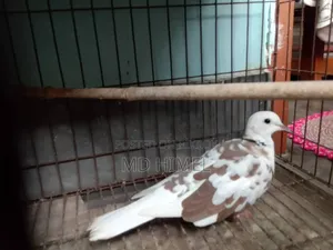 A running male fantail dove is for sale.