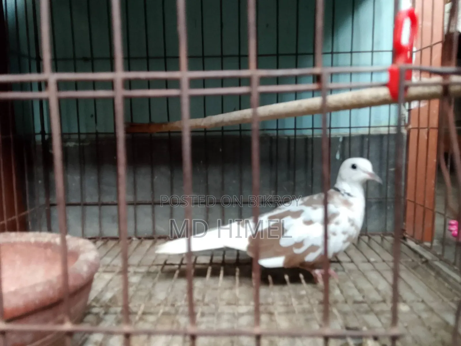 A running male fantail dove is for sale.